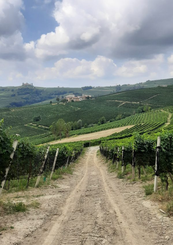 Le Langhe, tierra de viñedos y Patrimonio de la Humanidad